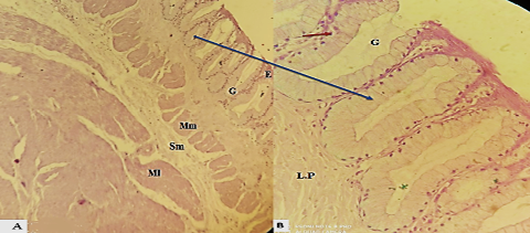 Figure 4: