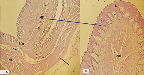 Figure 7:
