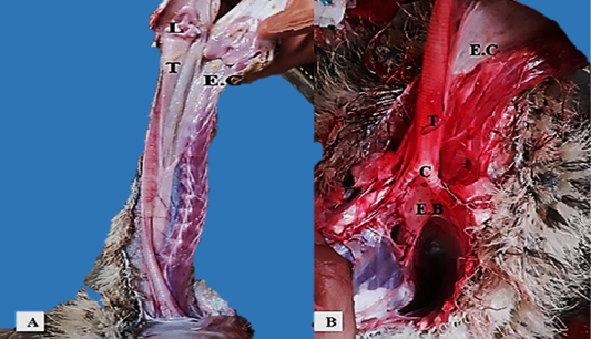 Figure 2: