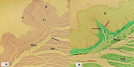 Figure 5: