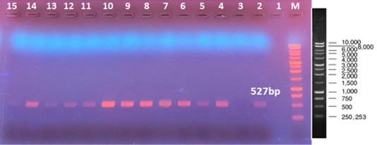 Figure 3: