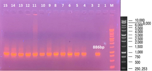 Figure 4: