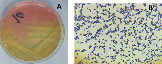 Figure 2: