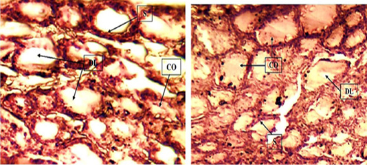 Figure 6: