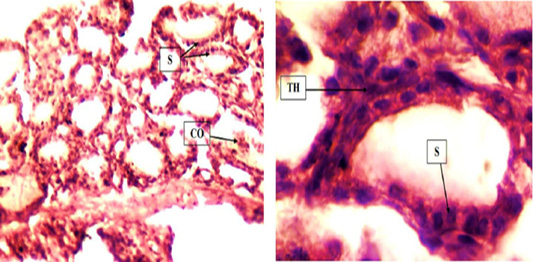 Figure 5: