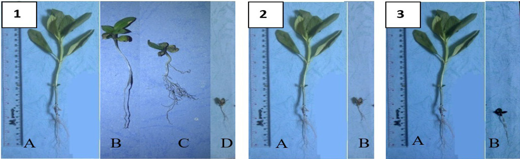 Figure 1: