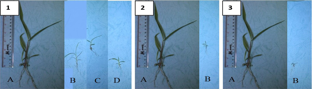 Figure 2: