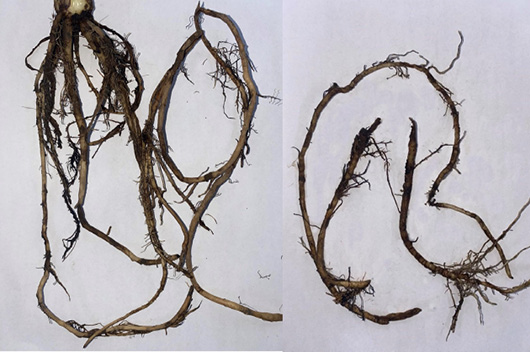 Figure 2: