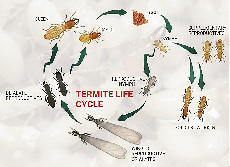 Figure 3: