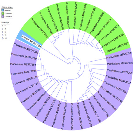 Figure 4: