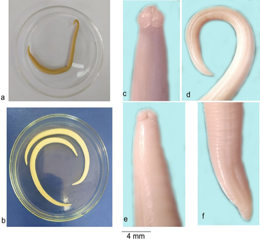 Figure 2:
