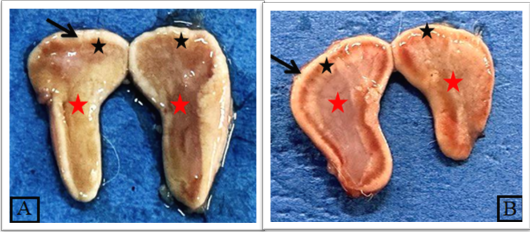 Figure 6:
