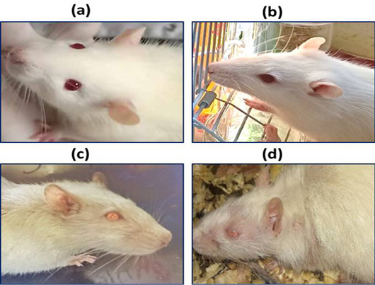 Figure 3: