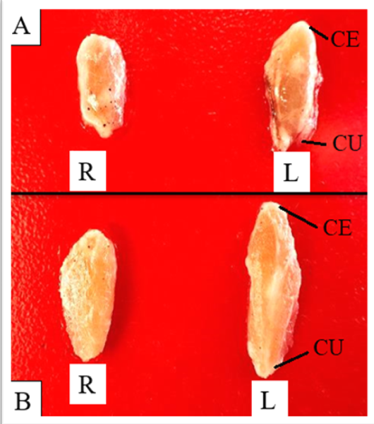 Figure 3: