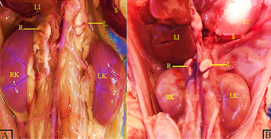 Figure 4: