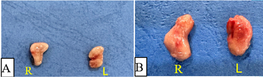 Figure 5: