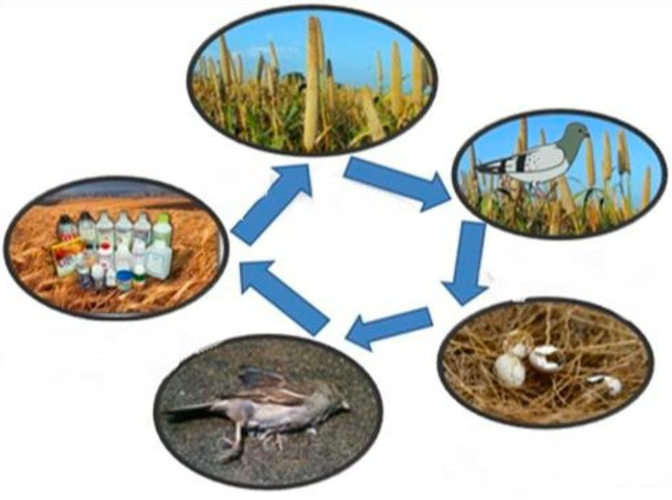 Figure 2:
