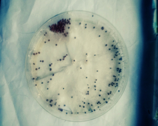 Plate 1: