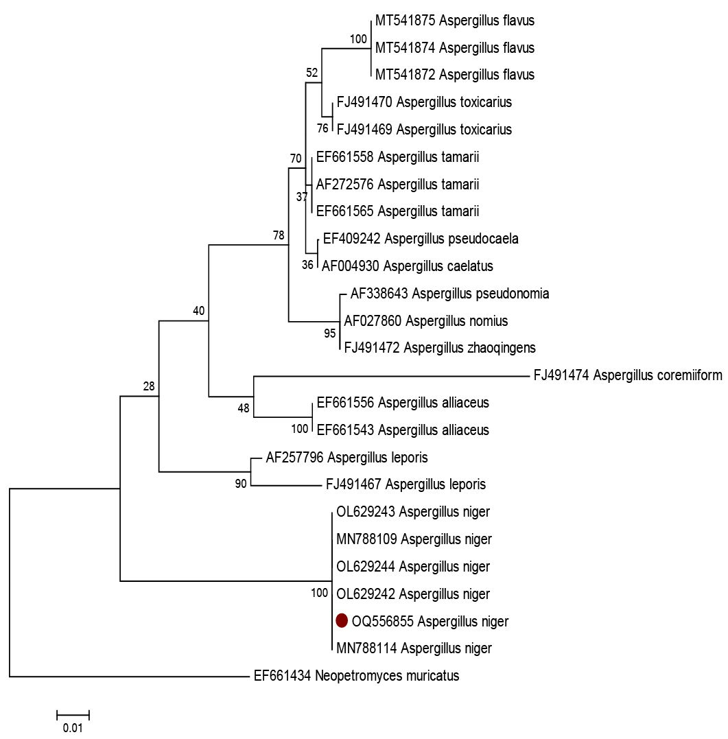 Figure 1: