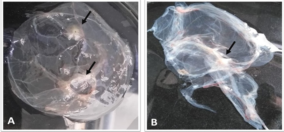 Fig. 7.