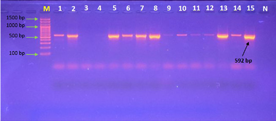 Figure 1: