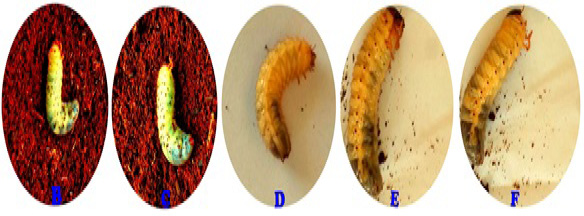 Figure 3:
