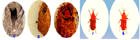 Figure 5: