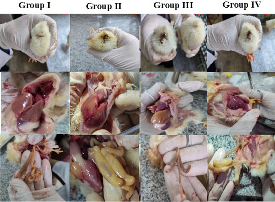 Figure 6: