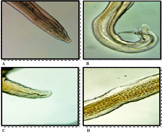 Figure 4: