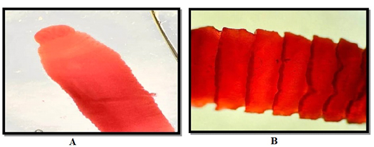 Figure 2: