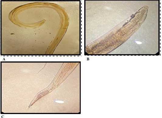 Figure 3: