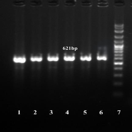 Figure 4: