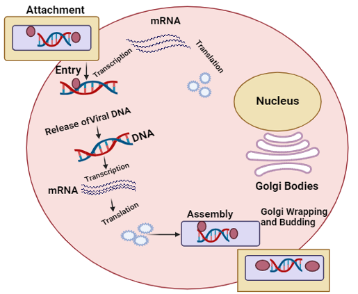 Figure 3: