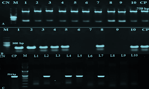 Figure 6: