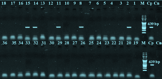 Figure 5: