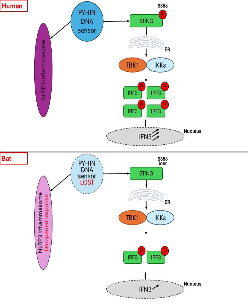 Figure 4: