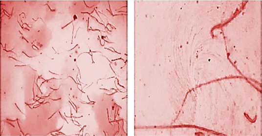 Figure 7: