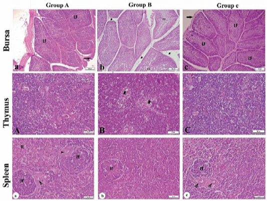 Figure 4: