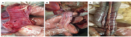 Figure 4: