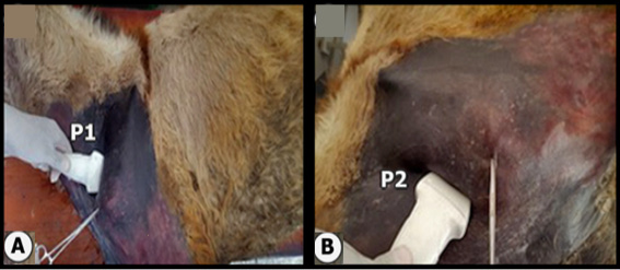 Fig. 2.