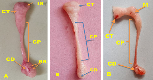 Figure 2: