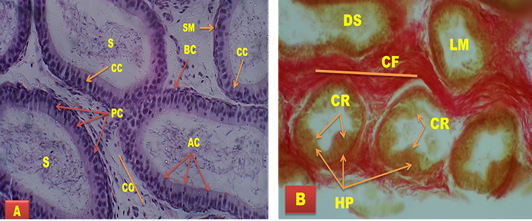Figure 6: