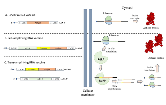 Figure 3: