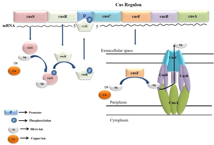 Fig. 7.