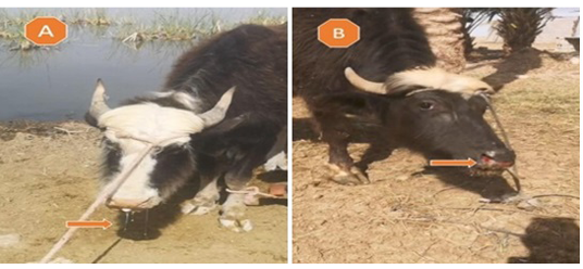 Figure 2: