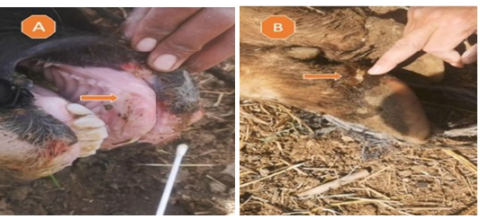 Figure 3: