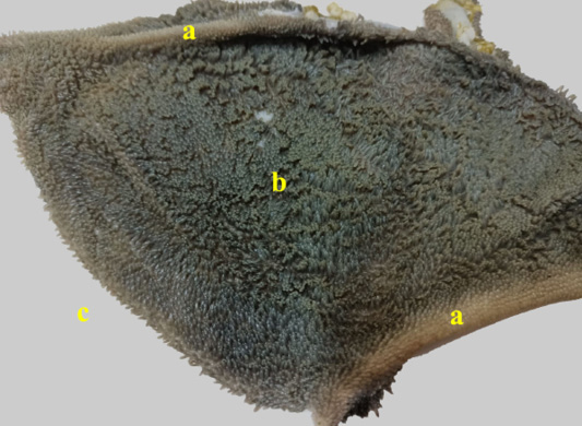 Figure 10: