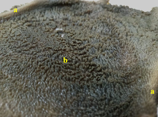 Figure 11: