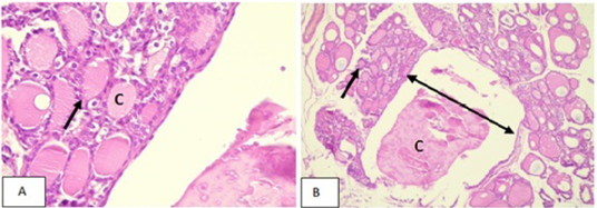 Figure 2: