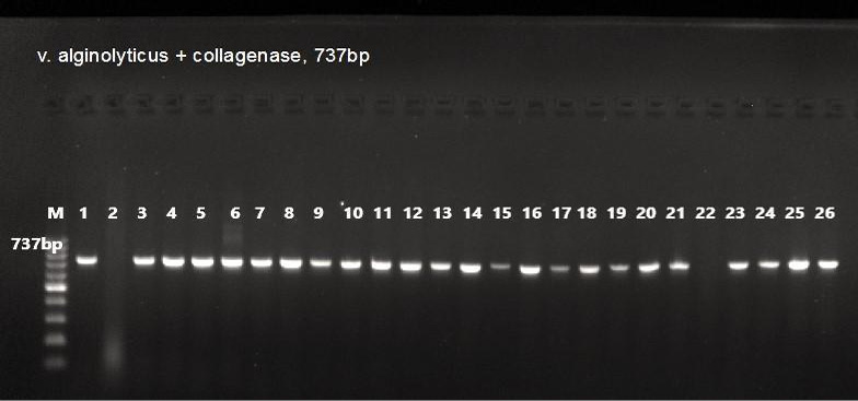 Figure 3: